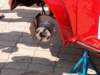 imm_it2003_5_small.jpg